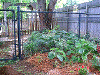 garden11.GIF (94492 bytes)